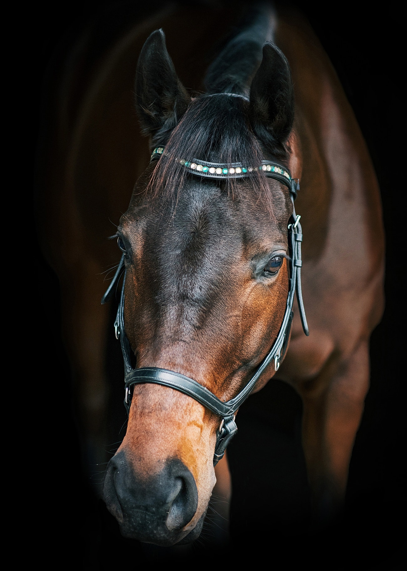 Dramatic black background portrait of bay horse