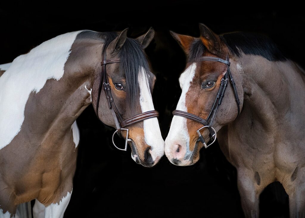 Dramatic black background portrait of two hunter ponies
